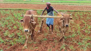 खेती पर मंडराने लगा संकट
