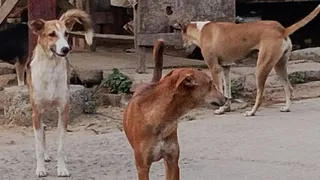 तालग्राम में बढ़ा आवारा कुत्तों का आतंक।