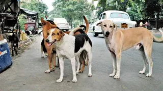 भागलपुर में आवारा कुत्तों के आतंक से जल्द मिलेगी राहत