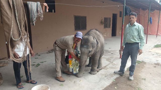 रिटायरमेंट पर वन दरोगा हुए भावुक, नौ माह की हथिनी के पैर छूकर ली विदा
