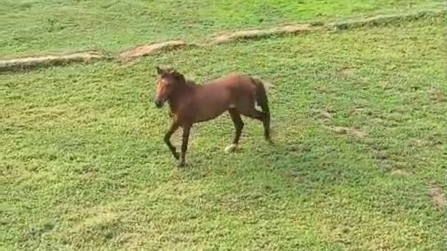 जमुई में 'पागल' घोड़े का आतंक: रिटायर्ड इंस्पेक्टर को नोचा, महिला का कान काटा; दहशत में ग्रामीण
