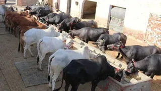 सांकेतिक तस्वीर।