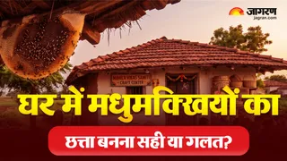 घर में मधुमक्खियों का छत्ता बनना सही होता या गलत? (Picture Credit: AI Generated)