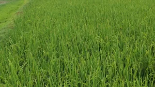 20 एकड़ में की 'गर्मा धान' की खेती