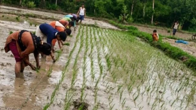 पंजाब के मोगा में धान की रोपाई करते हुए चक्कर खाकर गिरा मजदूर, अस्पताल में इलाज के दौरान मौत
