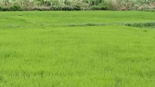 फार्मर रजिस्ट्री कराने पर ही मिलेगी खाद।