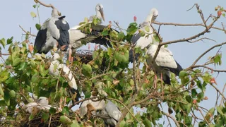 भागलपुर आकाशवाणी परिसर में लगातार चौथे साल लौटे घोंघिल पक्षी, पेड़ों पर आशियाना बनाने की प्रक्रिया हुई तेज