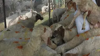 दिल्ली-हरियाणा से आने वाले पशुधन ट्रकों को राहत, पंजाब में रुकी अवैध वसूली तो कश्मीर में टूटी हड़ताल।