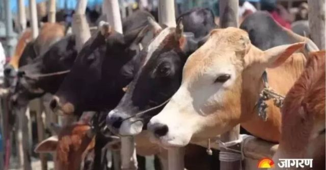 पशुपालकों के लिए बड़ी खुशखबरी, 10 गायों की डेयरी पर सरकार देगी 11.90 लाख रुपये तक की मदद, जल्द करें आवेदन
