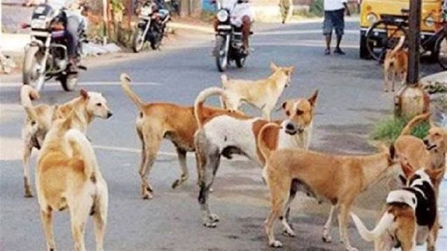 लुधियाना में कुत्तों के झुंड ने 50 वर्षीय व्यक्ति को नोचकर मार डाला, गले और शरीर के कई हिस्सों को बुरी तरह नोचा