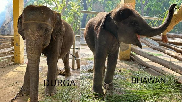 दुधवा की 'दुर्गा' से बिछड़ रही ‘भवानी’, गोरखपुर में होगा पालन-पोषण; सीएम योगी ने दिया था नाम
