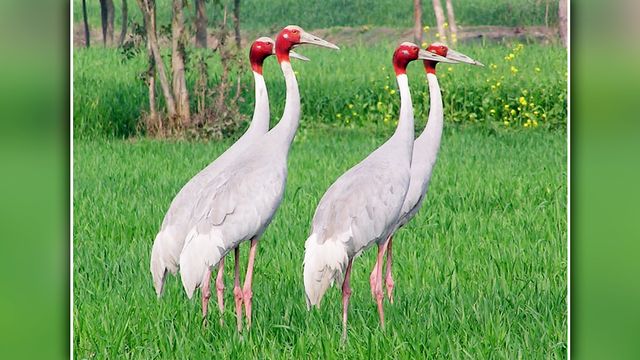 बाघों के बाद अब इस राजकीय पक्षी का 'गढ़' बना पीलीभीत, गणना में सामने आए चौंकाने वाले आंकड़े
