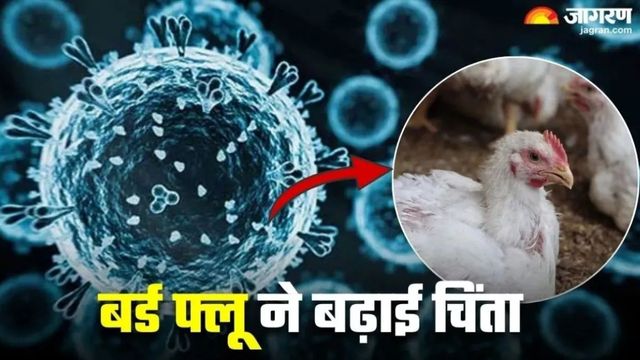चिकन का मजा लेने वाले सावधान! नेपाल में बर्ड फ्लू का कहर, मुर्गा-मुर्गियों के आयात पर लगी रोक