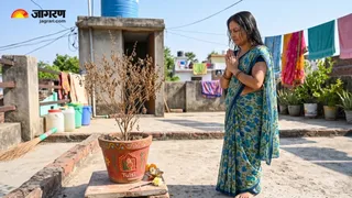 तुलसी का पौधा सूख जाए, तो क्या करें? (Picture Credit- AI Generated)