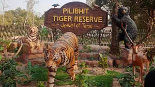 पीलीभीत टाइगर रिजर्व