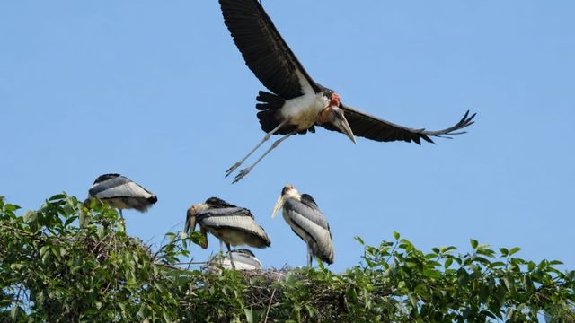 कभी अशुभ मानकर काटे जाते थे पेड़, आज दुनिया में बज रहा हरगिला पक्षी के संरक्षण मॉडल का डंका, असम मॉडल से सीखे बिहार
