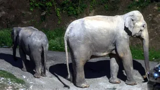 कोटद्वार में सिद्धबली-सनेह मार्ग पर अपने बच्चे के साथ घूमती हथिनी। वीडियो ग्रैब