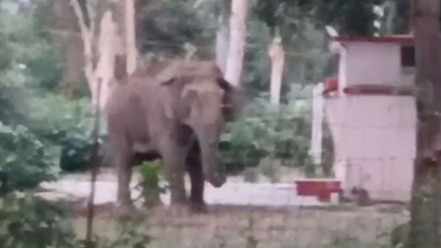 पौड़ी के कालागढ़ में टस्कर हाथियों का आतंक, कर्मचारियों ने मांगी सुरक्षा
