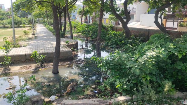 गाजियाबाद: महाराणा प्रताप पार्क में हफ्तों से भरा गंदा पानी, मच्छर और बीमारियों का बढ़ा खतरा
