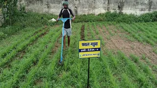ड्राई कोनोवीडर से रागी की खेती करते किसान।
