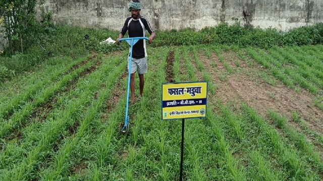 रागी की खेती में आया नया 'गेम चेंजर'! रामगढ़ में इस मशीन से कम खर्च में बढ़ेगा उत्पादन, किसानों की बढ़ेगी कमाई
