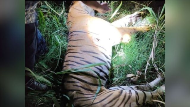 आपसी संघर्ष या कुछ और? लखीमपुर में बाघ की मौत की गुत्थी उलझी, जांच टीम की पड़ताल जारी
