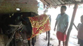 बछिया को कामधेनु मान होने लगी है पूजा-अर्चना। जागरण