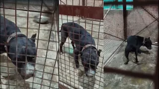 ट्यूबवेल पर बंधा मिला लावारिस पिटबुल। (वीडियो ग्रैब)