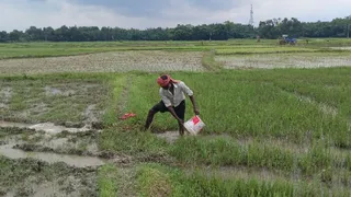 दरभंगा जिले के तारडीह में खेतों में पटवन करते किसान। जागरण