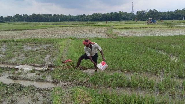 दरभंगा में मौसम ने बढ़ाई किसानों की चिंता, कहीं बिचड़ा डूबा, कहीं पटवन से रोपनी
