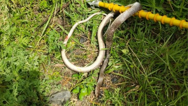 मधुबनी में एक सांप ने रोक दी ट्रेनों की रफ्तार, झंझारपुर रेलखंड पर दो घंटे ठप रहा रेल परिचालन
