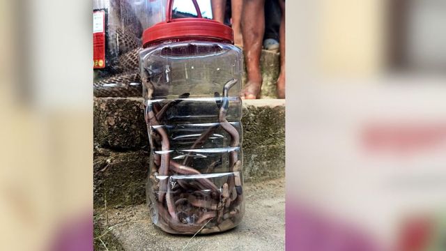 बिहार में दुकान की फर्श के नीचे से निकले 37 सांप, एक छेद की वजह से बना सुरक्षित डेरा 
