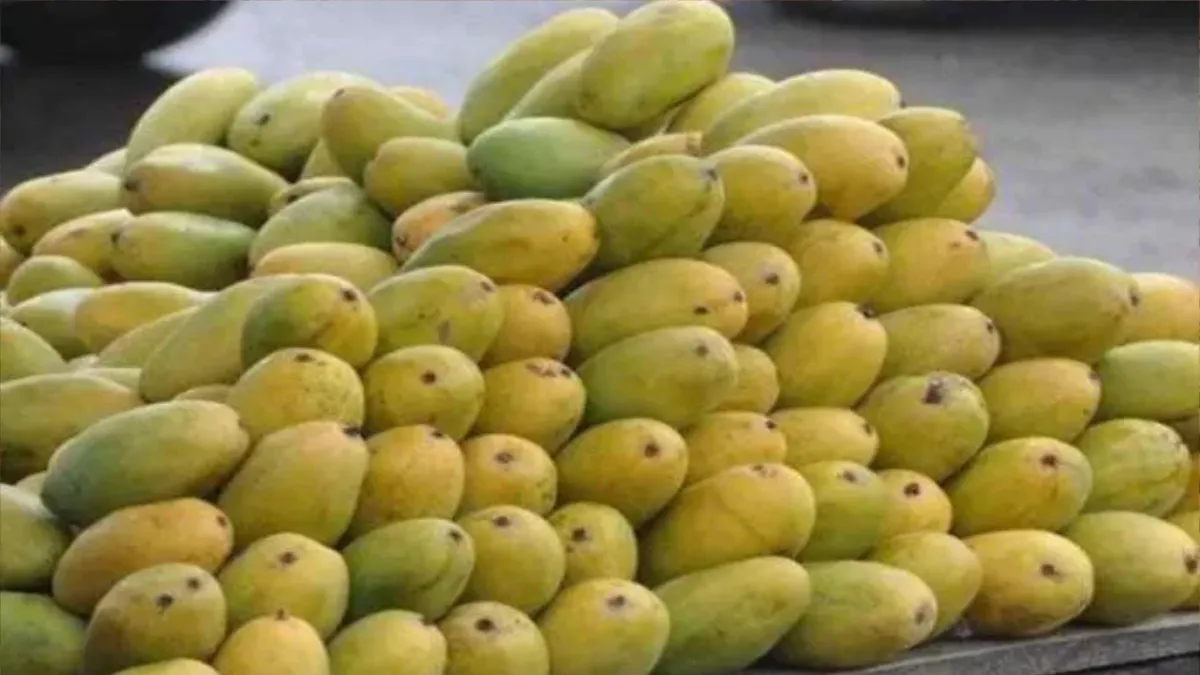 Mango Prices: पटना में आम का 'महाकुंभ', यूपी के दशहरी की धूम; बिहार के लंगड़ा की मिठास पर फिदा हैं खरीदार