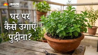बिना पैसे खर्च किए घर पर उगाएं ऑर्गेनिक पुदीना (Image Source: AI-Generated)