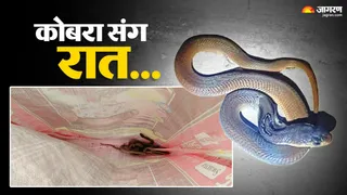 मैथन में होम गार्ड जवानों के आवास में मिले सात कोबरा।