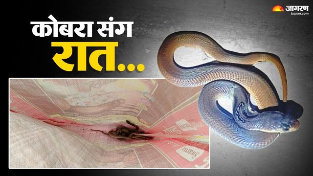 मैथन में सात कोबरा के बीच सो रहे थे होमगार्ड जवान, बदन पर चढ़े तो सामने दिखी मौत; सीआईएसएफ जवान ने किया रेस्क्यू 
