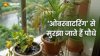 ओवर-वाटरिंग से खराब हो सकते हैं आपके पौधे (Image Source: AI-Generated)