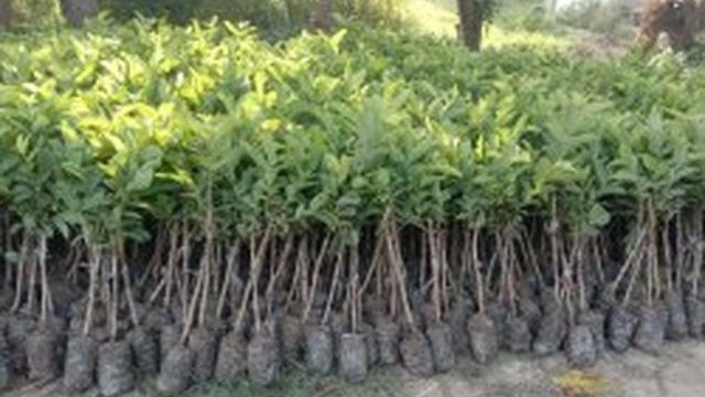 सीतापुर में 12 जुलाई को रोपे जाएंगे 82 लाख पौधे, विकसित होंगे ऊर्जा और कपि वन