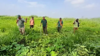 बाघ के पगचिह्न भावल गांव के पश्चिम सरेह में मिले।