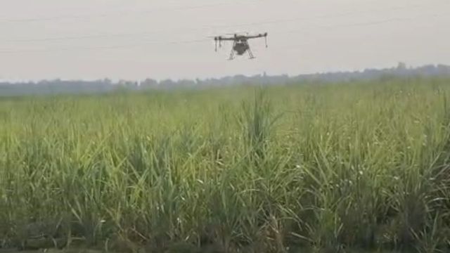 यूरिया नहीं तो ड्रोन सही! 48 घंटे में गन्ने में लौटी हरियाली, बिहार के किसानों की बढ़ी उम्मीद
