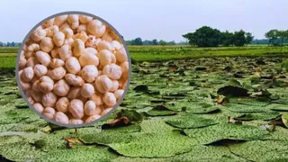 मखाना की खेती।