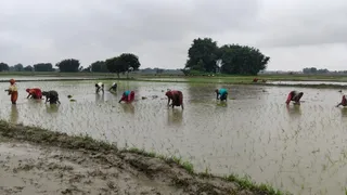 धान की रोपनी ने पकड़ी रफ्तार