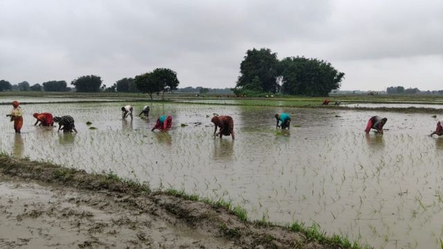 अररिया में झमाझम बारिश से किसानों को बड़ी राहत, खेतों में भरा पानी; धान की रोपनी ने पकड़ी रफ्तार
