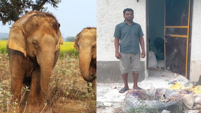गोला में 22 हाथियों के झुंड ने मचाया उत्पात, फसल-आम बगान और घर में रखा चावल किया चट
