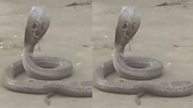 किशनगंज के स्कूल में बच्चों के पैर तले जमी थी नागलोक की सभा; फर्श के अंदर से निकले 32 सांप
