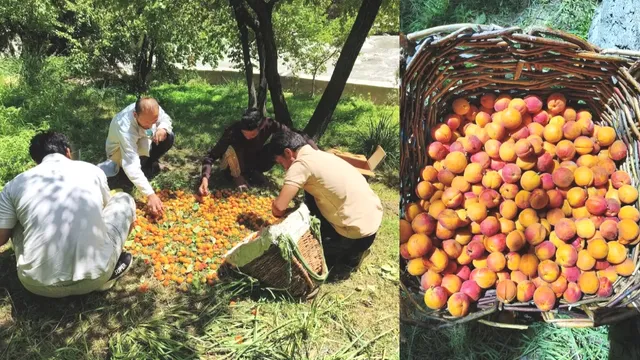 लद्दाख-लेह-कारगिल की खुबानी अब इतिहास रचेगी दुबई के बाज़ार में, 1000 टन निर्यात मिशन शुरू