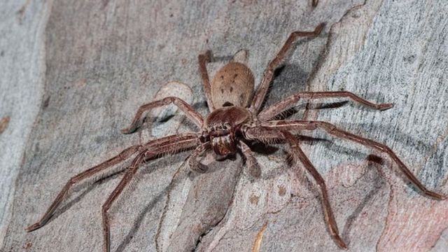 रफ्तार में इंसान को भी मात देती है ये छोटी मकड़ी, 258 प्रजातियों के रिसर्च में हुआ खुलासा