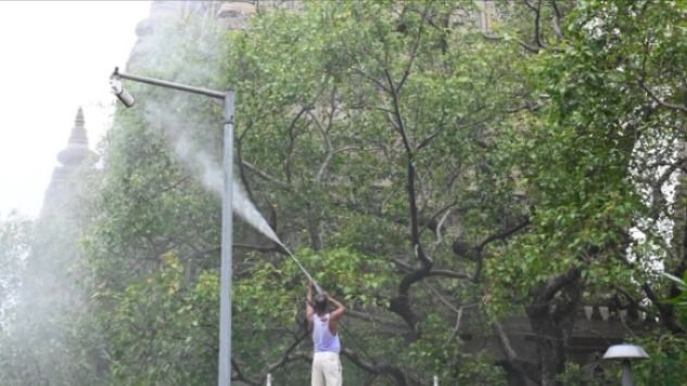 पवित्र बोधि वृक्ष पर मिला मिलीबग का संक्रमण, देहरादून के वैज्ञानिकों ने किया 'इको-फ्रेंडली' इलाज
