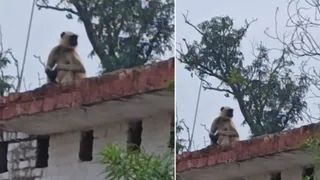 छत पर बैठा युवक को घायल करने वाला लंगूर--जागरण