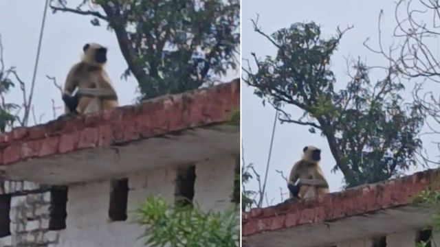 लखीमपुर में लंगूर ने दस किमी तक बाइक पर बैठकर किया सफर, उतारने से हुआ नाराज; युवक को किया घायल
